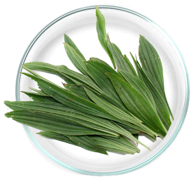 Εκχύλισμα Πλαντάγκο (Plantago lanceolata) 
