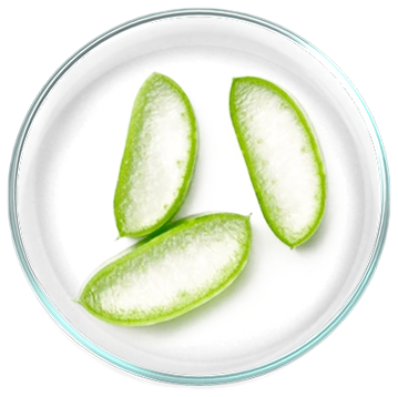 Aloe Vera Gel 99,5% (Aloe Barbadensis Miller)