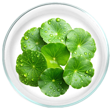 Centellin® (εκχύλισμα Centella Asiatica) 