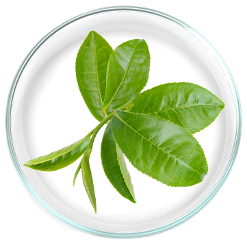 Εκχύλισμα πράσινου τσαγιού 