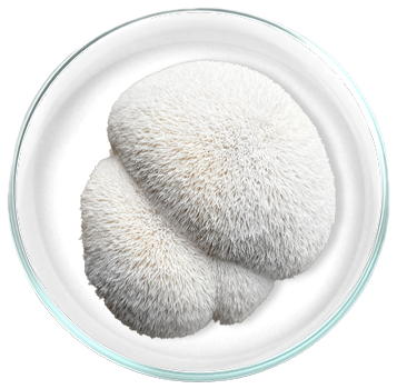 Εκχύλισμα Lion’s Mane (Hericium erinaceus) 