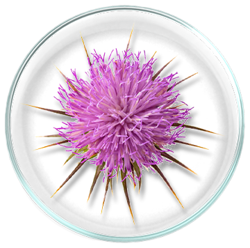 Εκχύλισμα γαϊδουράγκαθου / Σιλυμαρίνη (Silybum marianum) 