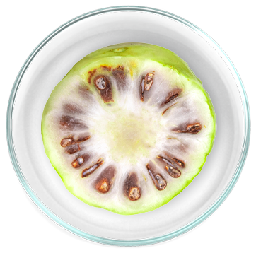 Εκχύλισμα μηδώνι (Noni) 