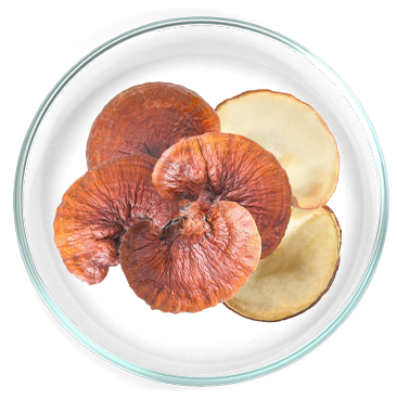 Εκχύλισμα Reishi (Ganoderma lucidum) 
