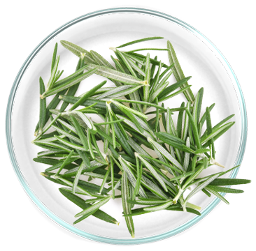 Εκχύλισμα δενδρολίβανου 