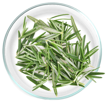 Εκχύλισμα Δενδρολίβανου (Rosmarinus officinalis) 