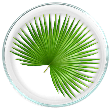 Saw Palmetto (Serenoa repens) 