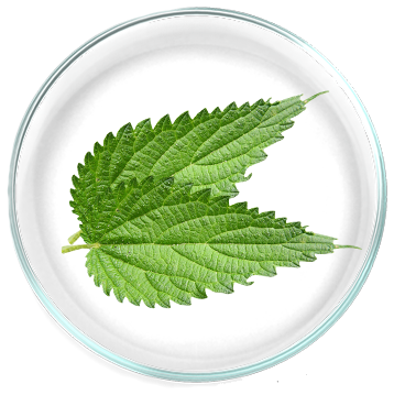 Τσουκνίδα (Urtica dioica) 