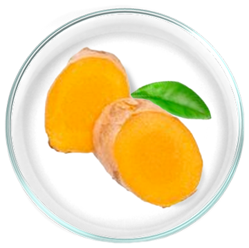 Εκχύλισμα Κουρκουμά (Curcuma longa) 