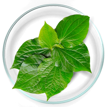 Kava: 75 mg