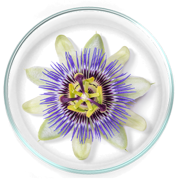 Passionflower: 100 mg